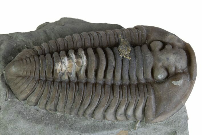 Prone Flexicalymene Trilobite - Mt Orab, Ohio #375192